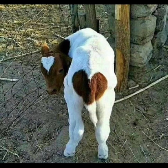 Meet your Posher, Hazel - Picture 1 of 1